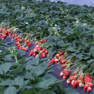 栃木県小山市 2024年いちご狩りご招待券(大人2名様分)