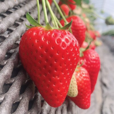 いちごの里産スカイベリー(12～15粒)