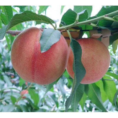 【7月中旬～8月中旬頃発送】栃木県産 桃 6～7玉入り