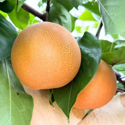栃木県産 にっこり梨 3～4玉(約3kg)