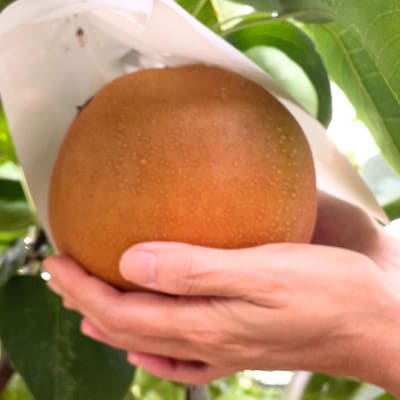 栃木県産 にっこり梨 3～4玉(約3kg)