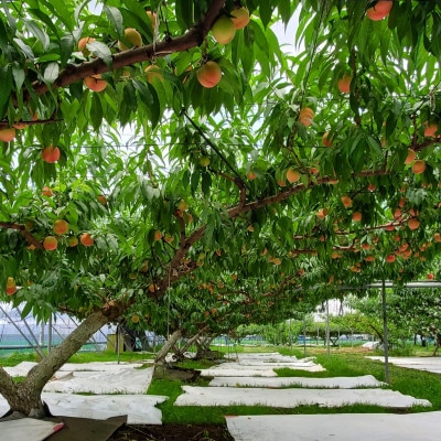 栃木県小山市産「桃」品種おまかせ　5kg