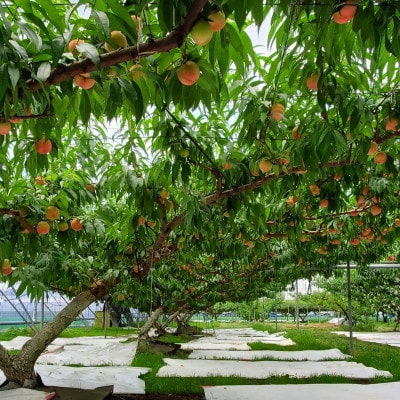 栃木県小山市産「桃」品種おまかせ　3kg
