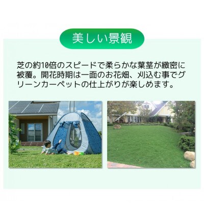 グランドカバー植物「クラピアK7」ポット苗 10ポットセット | お礼品