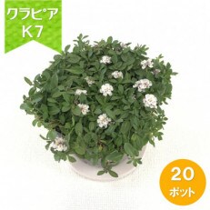 グランドカバー植物「クラピアK7」ポット苗　20ポットセット