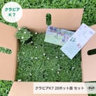 グランドカバー植物「クラピアK7」20ポット苗セット【お申込書返信後、ご希望日に合わせて発送】
