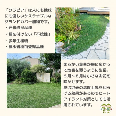 グランドカバー植物「クラピアK7」20ポット苗セット【お申込書返信後、ご希望日に合わせて発送】