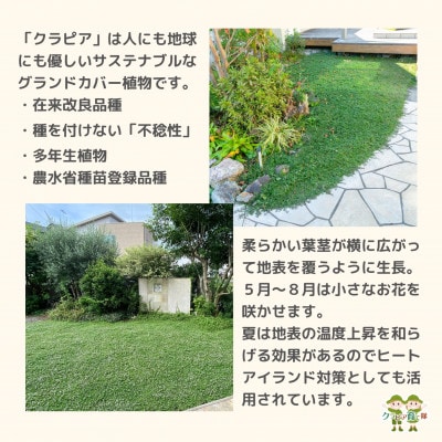 グランドカバー植物「クラピアK3」ポット苗20ポットセット【お申込書返信後、ご希望日に合わせて発送】