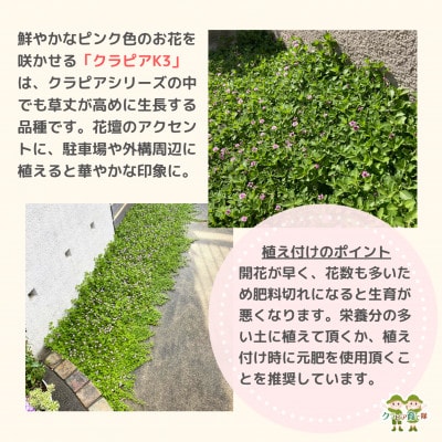グランドカバー植物「クラピアK3」ポット苗20ポットセット【お申込書返信後、ご希望日に合わせて発送】