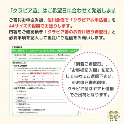 グランドカバー植物「クラピアK3」ポット苗20ポットセット【お申込書返信後、ご希望日に合わせて発送】