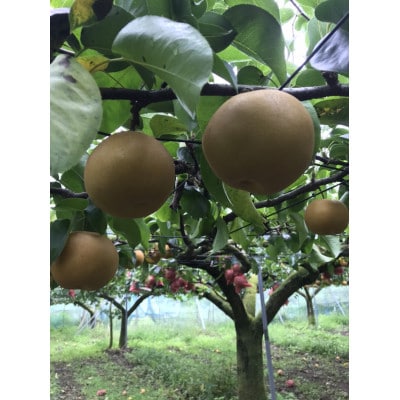 曽篠梨園の甘太梨　約5kg　12〜7玉
