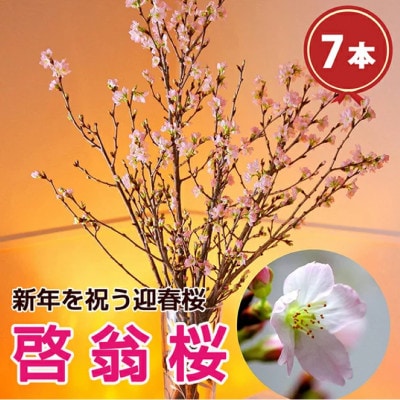 啓翁桜7本