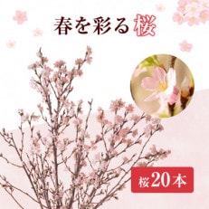 啓翁桜20本