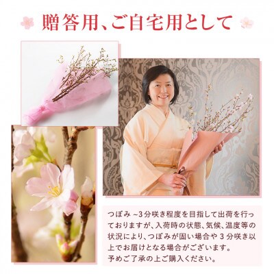 啓翁桜20本