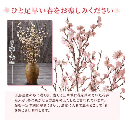 啓翁桜30本