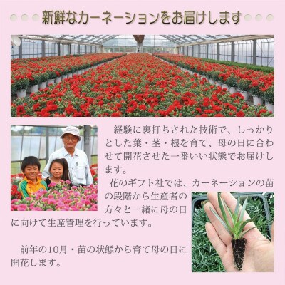 赤カーネーション5号鉢