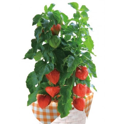 ほおずき鉢植え(4.5号鉢)