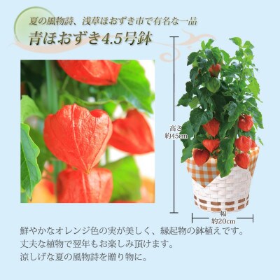 ほおずき鉢植え(4.5号鉢)