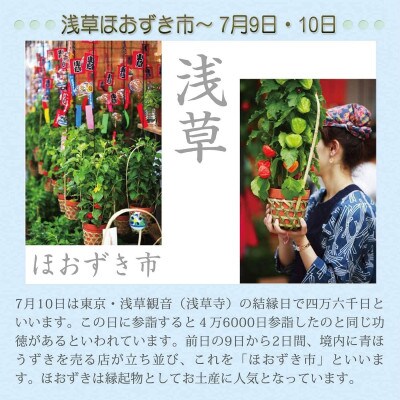 ほおずき鉢植え(4.5号鉢)