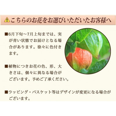 ほおずき鉢植え(4.5号鉢)