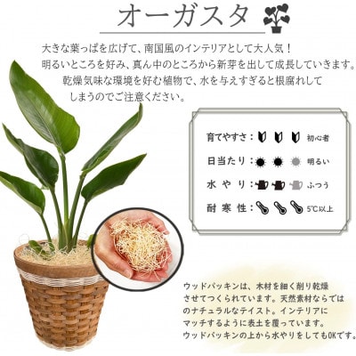 観葉植物 オーガスタ 鉢植 バスケット リビング