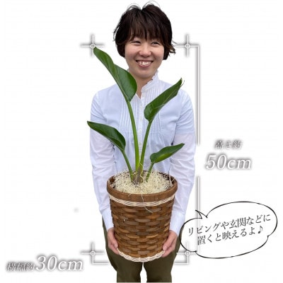観葉植物 オーガスタ 鉢植 バスケット リビング