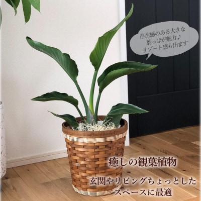 観葉植物 オーガスタ 鉢植 バスケット リビング