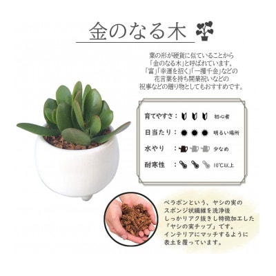 観葉植物 金のなる木 多肉植物 ミニ 陶器 鉢植え