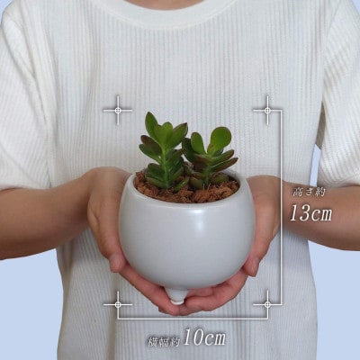 観葉植物 金のなる木 多肉植物 ミニ 陶器 鉢植え