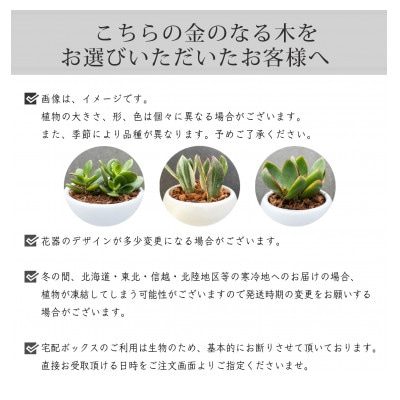 観葉植物 金のなる木 多肉植物 ミニ 陶器 鉢植え