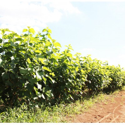 STORK VALLEY JAPAN PREMIUM GIN(ジン)　栃木県小山市　200ml×1本