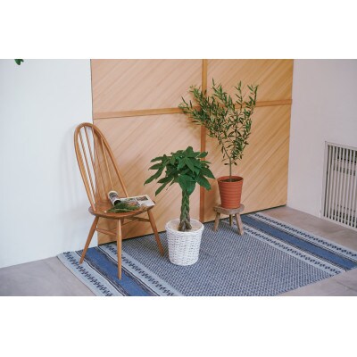 オリーブ素焼鉢植え