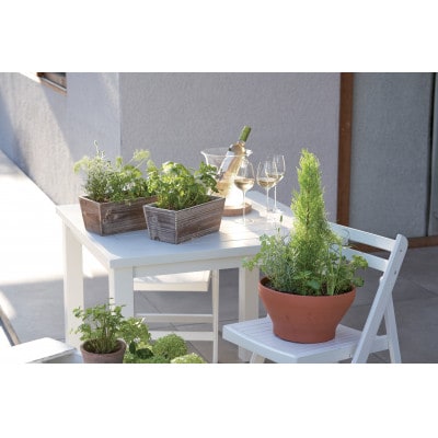 ハーブ寄せ植え