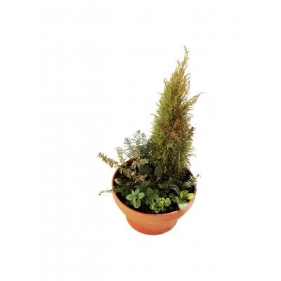 ハーブ寄せ植え