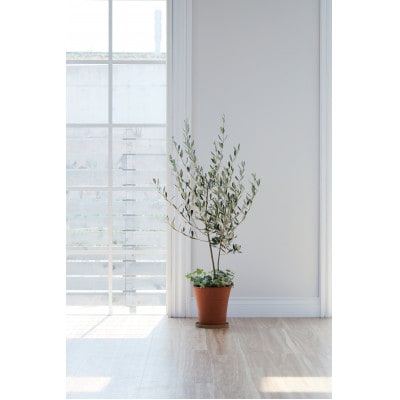 オリーブ陶器寄せ植え