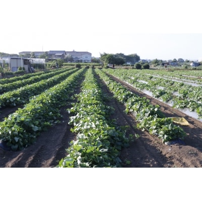 ≪飯能産≫さつまいも おまかせ2種食べ比べセット
