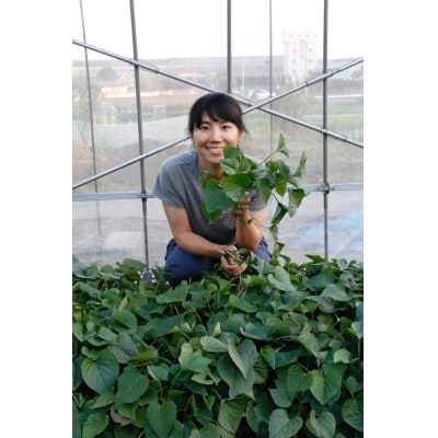 ≪飯能産≫さつまいも おまかせ2種食べ比べセット