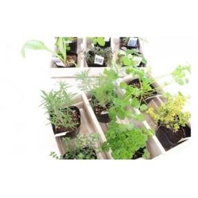 埼玉県飯能市 花 観葉植物のお礼品 返礼品一覧 ふるさと納税サイト さとふる