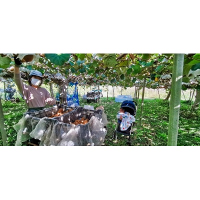 山下果樹園のキウイフルーツ【ヘイワード】4kg[52210463]