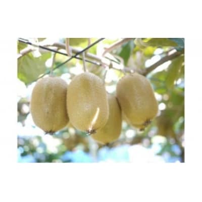 マキノキ園のキウイフルーツ【ヘイワード】4kg箱[52210462]