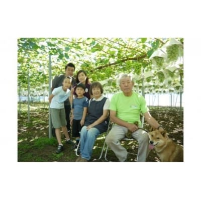 マキノキ園のキウイフルーツ【ヘイワード】4kg箱[52210462]