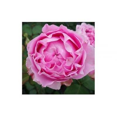 【Apple Roses】バラ苗『ラブ・シック』大苗6号ポット植え[52210253]