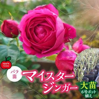 Apple Roses】バラ苗『マイスタージンガー』大苗6号ポット植え | 埼玉