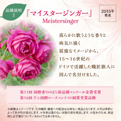 【Apple Roses】バラ苗『マイスタージンガー』大苗6号ポット植え