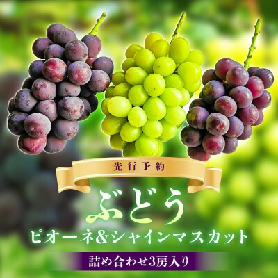 【先行予約】ぶどう(ピオーネ・シャインマスカット)詰め合わせ3房入り[52210368]
