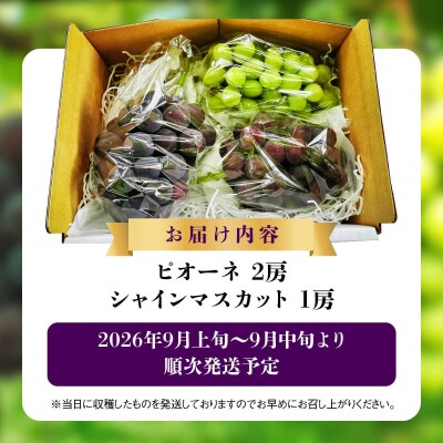 【先行予約】ぶどう(ピオーネ・シャインマスカット)詰め合わせ3房入り[52210368]