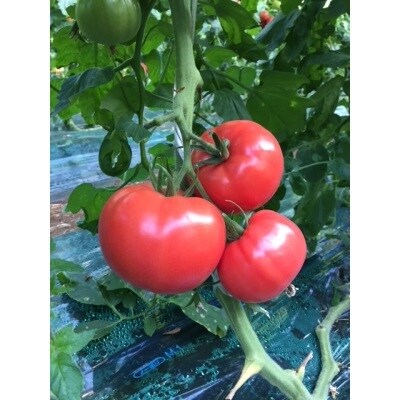 【完熟とまとの新井園】桃太郎トマト 2kg