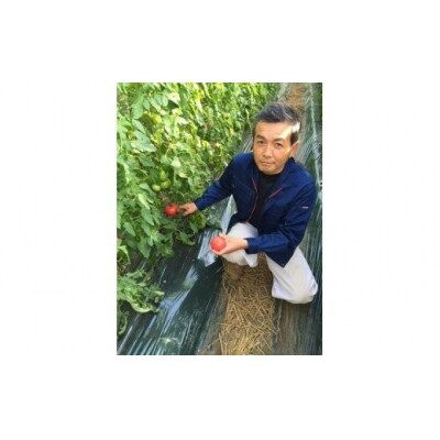 【完熟とまとの新井園】桃太郎トマト 2kg[52210248]