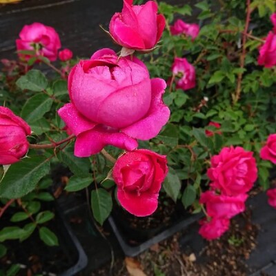 【Apple Roses】バラ苗『グローブマイスター』新苗育成苗6号ポット植え[52210679]