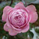 【Apple Roses】バラ苗『ラフ・メイカー』新苗育成苗6号ポット植え[52210682]